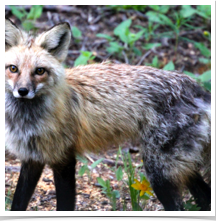 Red Fox - Looking